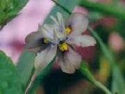 Moraea vegeta papillonacae